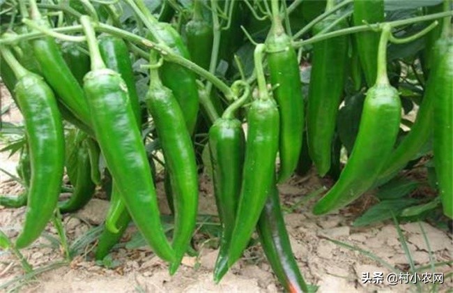 青椒怎么管理长出又多又大的青椒,青椒正宗栽培
