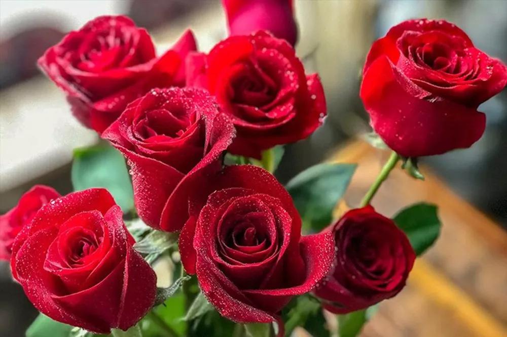 花店必备的5款玫瑰,花店最常用什么品种的玫瑰花
