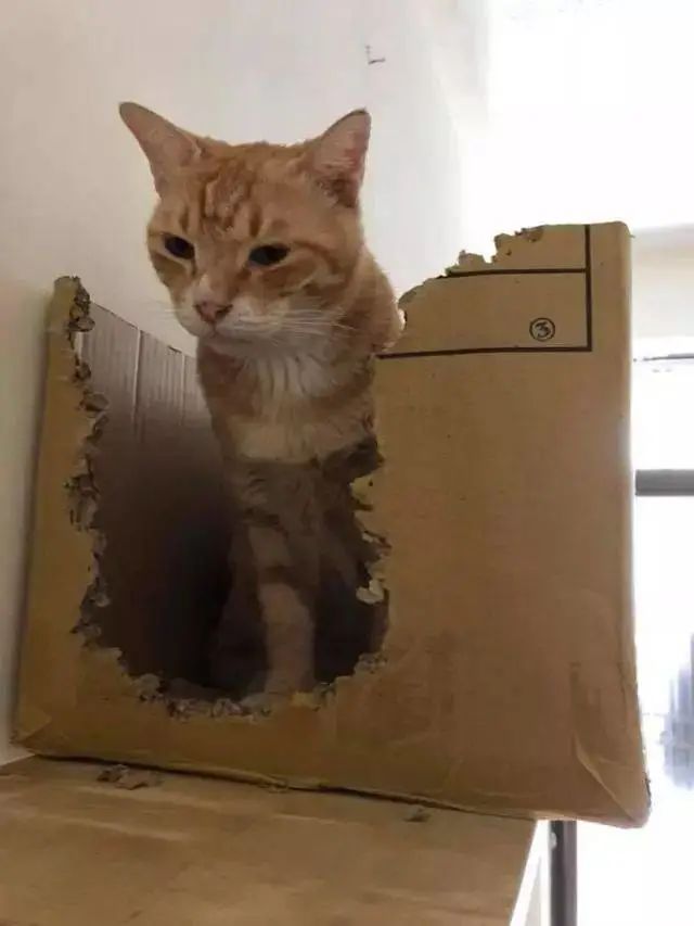 猫咪不习惯吃的表现,猫咪不为人知的用途