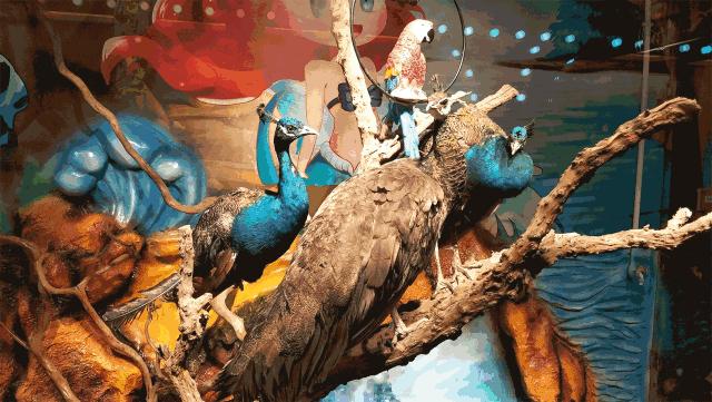 南阳市动物王国门票,南阳市动物主题公园