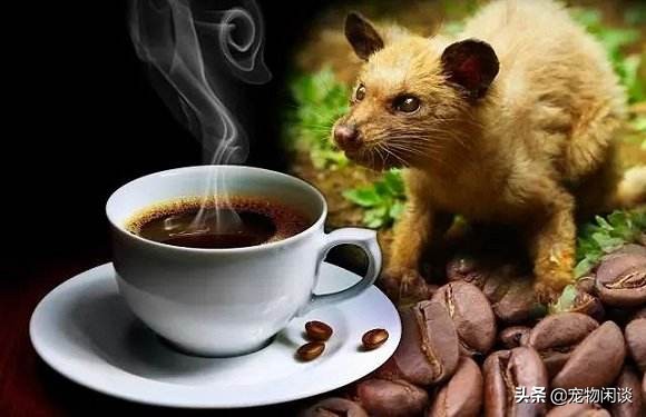 猫屎咖啡真是猫屎吗,猫屎咖啡真的是用猫屎做的吗