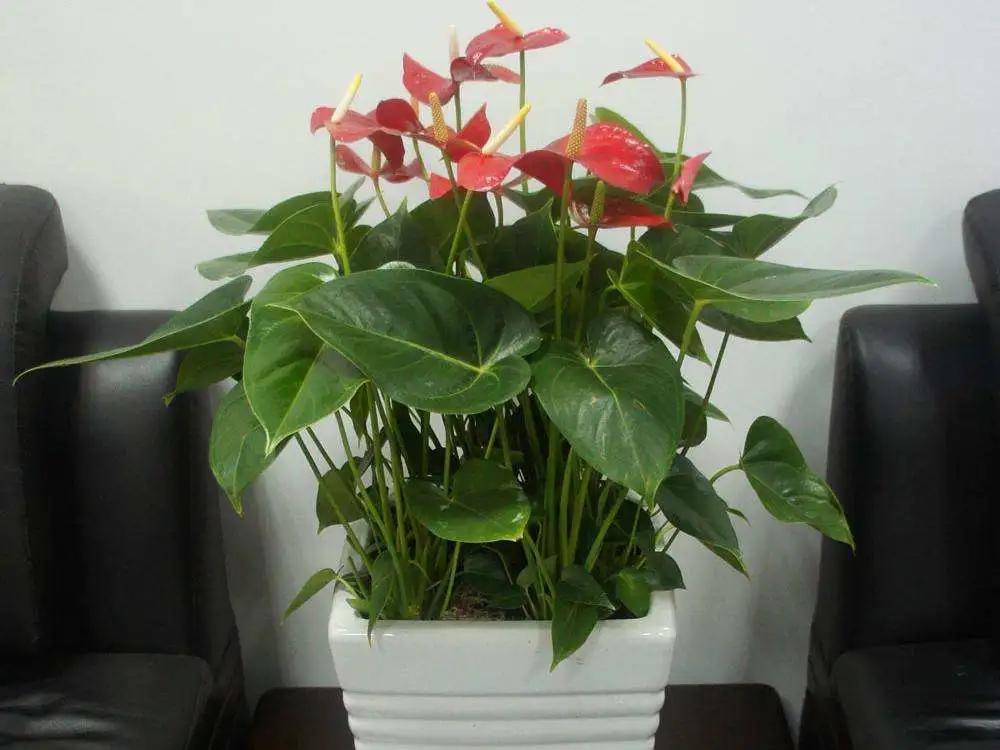 老红掌怎么养才能更旺盛,红掌火鹤怎么养