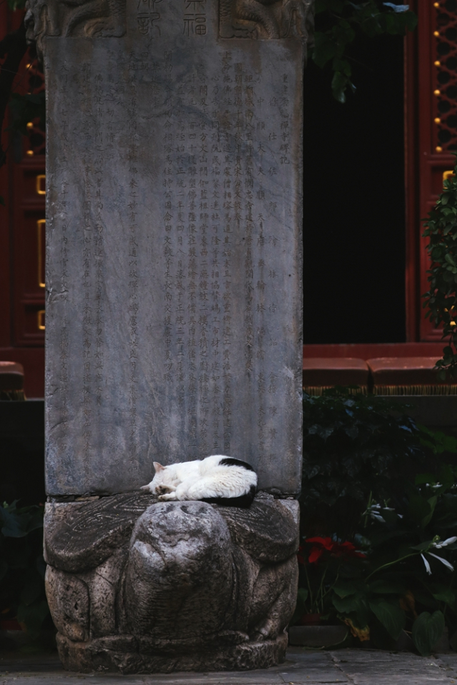 eos200d第一代拍照,eos200dii视频