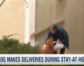 帮孤独老人送东西,帮老人买菜的狗狗