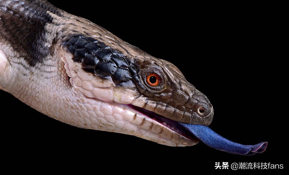 盘点那些美丽的动物,美丽且濒危的动物