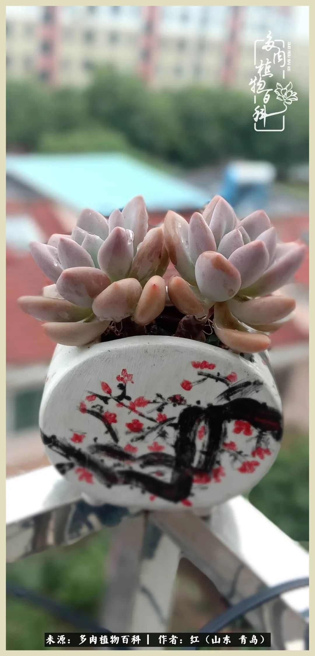 度夏多肉秋天发根,度夏坚强活下来的肉肉们