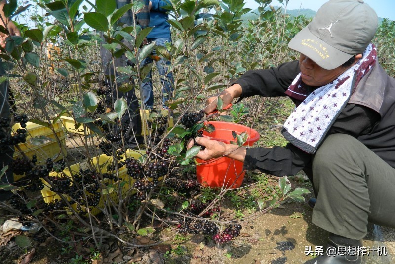 黑果花楸市场前景如何,黑果花楸收购的是鲜品吗
