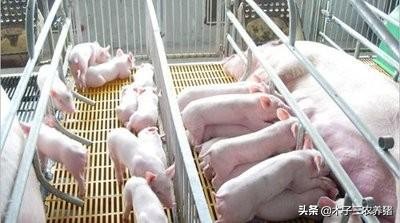 母猪便秘解决了又拉稀怎么办,养猪拉稀怎么办