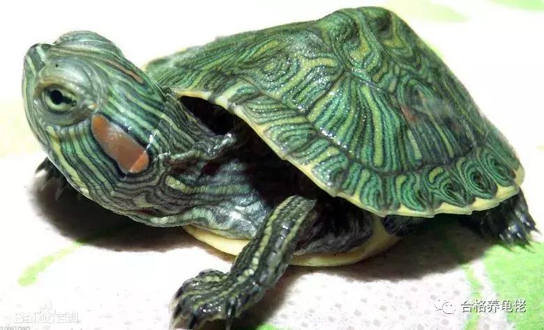 每周一龟｜致敬巴神，物美价廉的普通彩龟