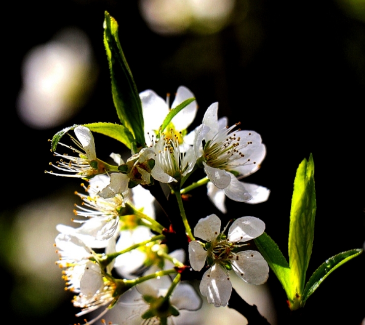 春天到了花儿开了的英语,春天到了美丽的花都开了