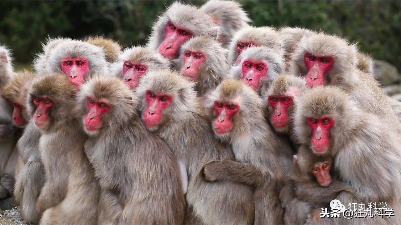 日本秃头猴子吃鱼10个月生发成功，脱发网友求购买链接