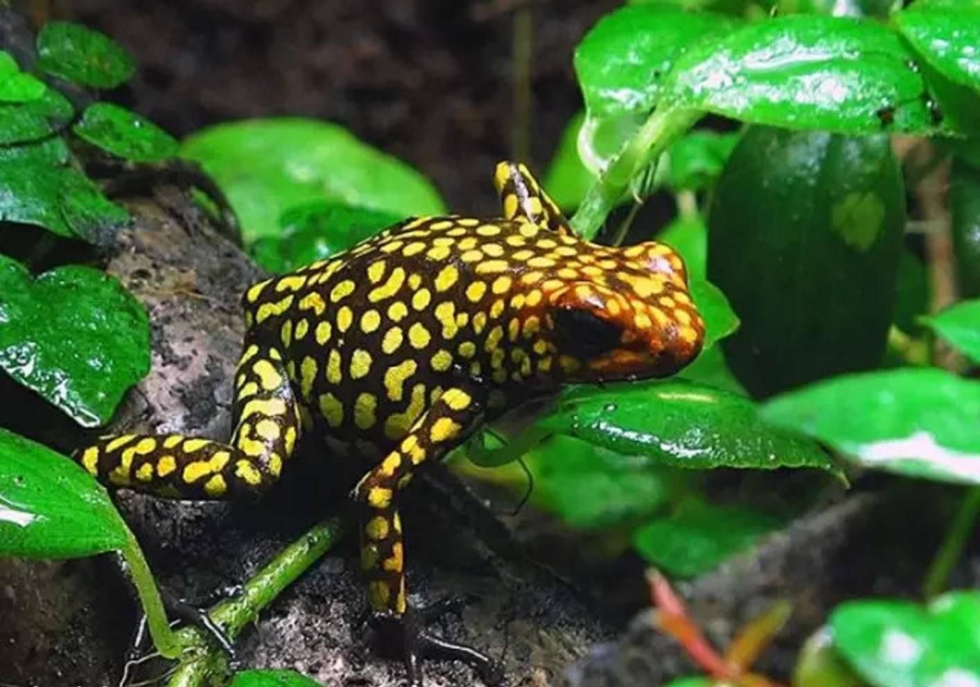 探秘亚马逊热带雨林十大恐怖动物,亚马逊的雨林为什么叫人类禁区