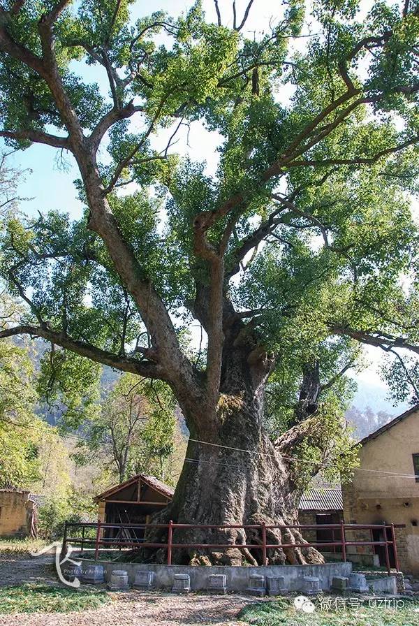 桂林兴安漠川银杏最佳观赏时间,桂林兴安漠川银杏网红打卡地