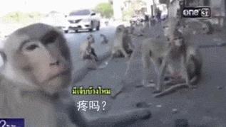 少了中国游客，整个生态圈都乱了