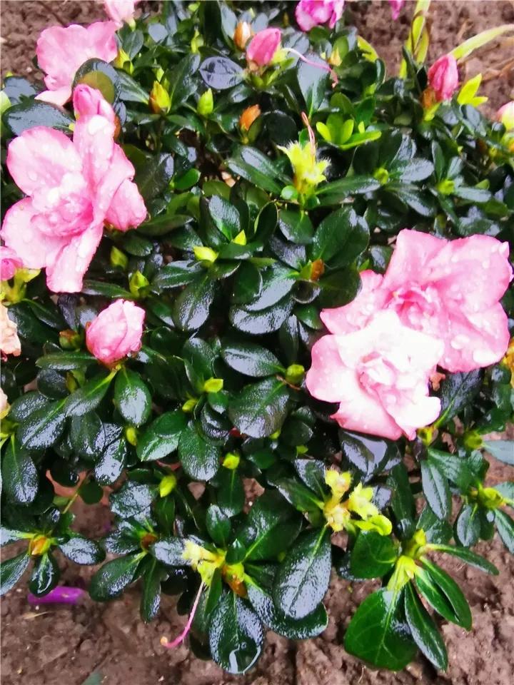 花卉叶子喷什么水好,什么溶液喷花卉叶子最好