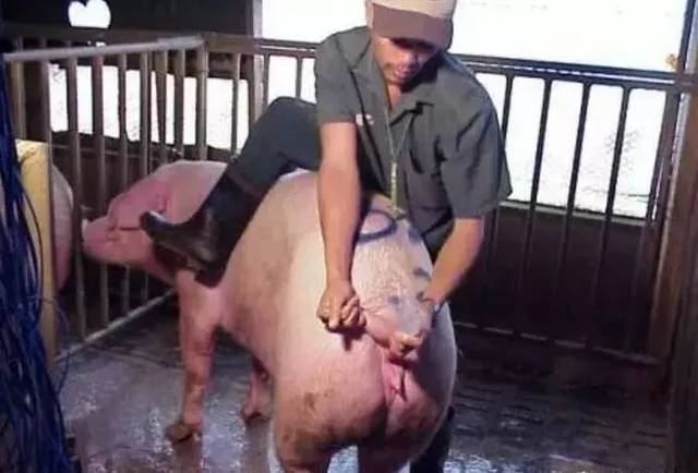 猪人工授精技术的推广与应用,浅谈猪人工授精技术