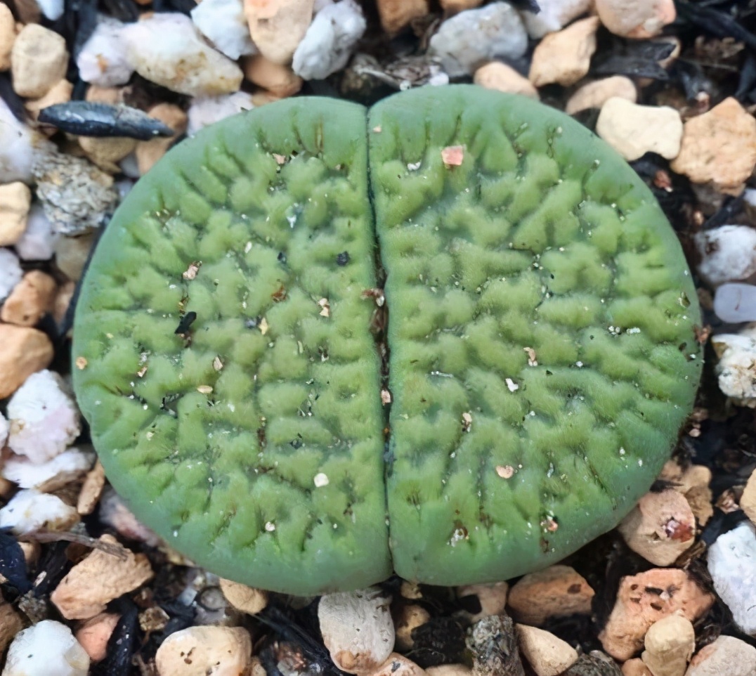 珍品生石花,绿宝石类生石花