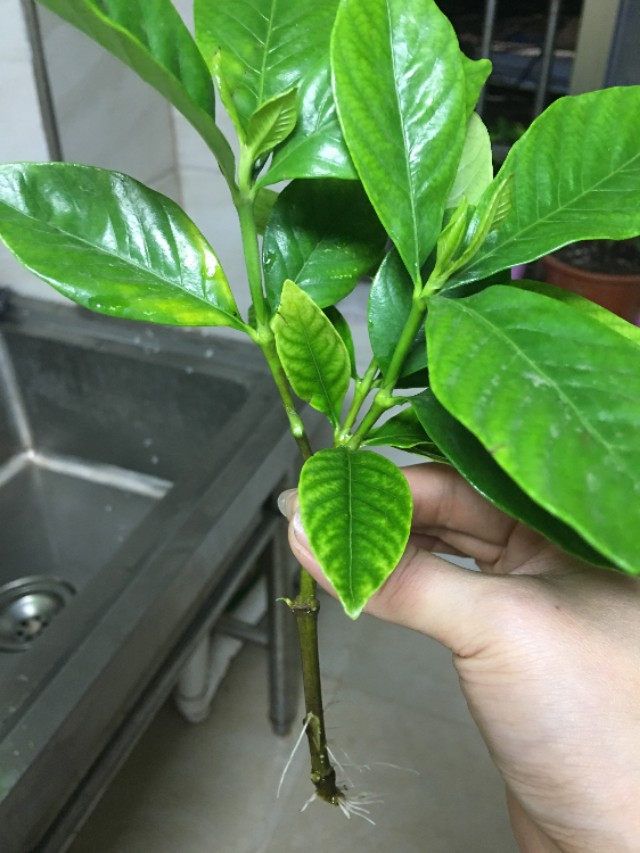 水培栀子花枯萎补救方法,水培栀子花开花后如何处理