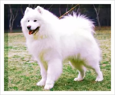 狗狗身上有红点还痒怎么办,小狗身上有红点痒