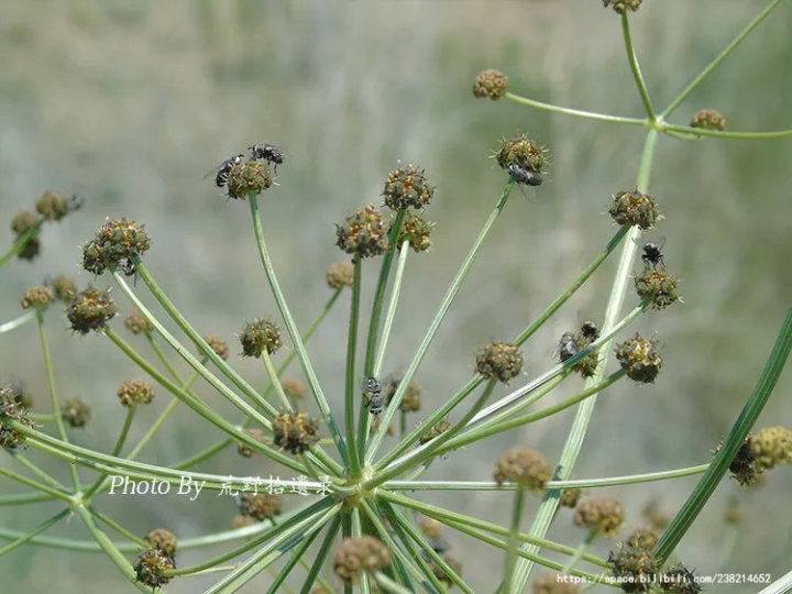 荒野拾遗录,荒野拾遗录完整