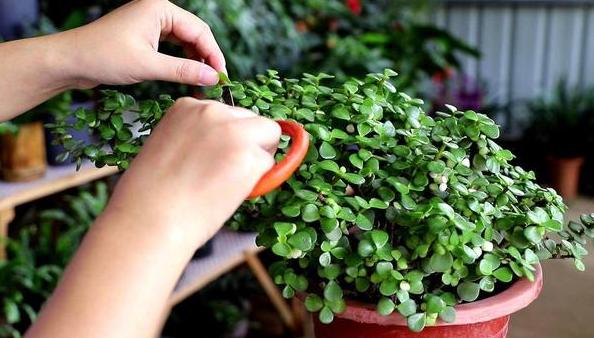 小盆栽金枝玉叶怎么养成老桩,金枝玉叶盆栽怕晒吗