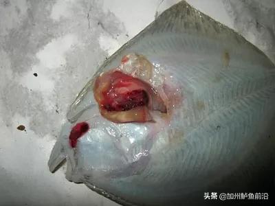 水产鱼类肠炎治疗方法,大菱鲆腹水病