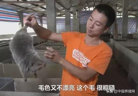 竹鼠关进小黑屋怎么样,竹鼠养殖关进小黑屋是什么效果