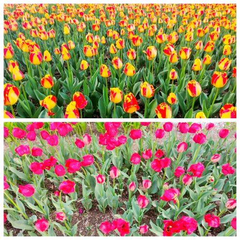 哪里的大黄是地道药材,野生中药大黄