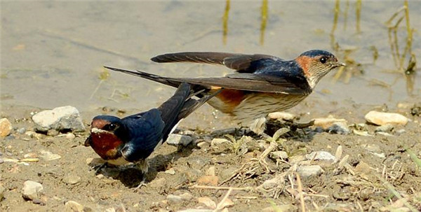 金丝燕栖息在海南,金丝燕濒临灭绝