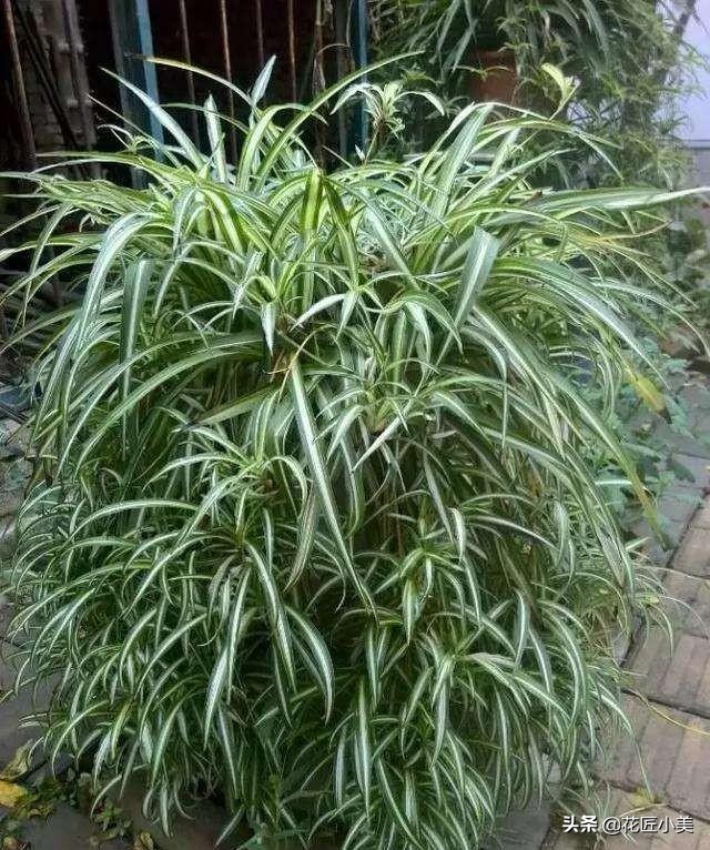 吊兰根部长出黑块是啥,吊兰根部有一个黄色的球