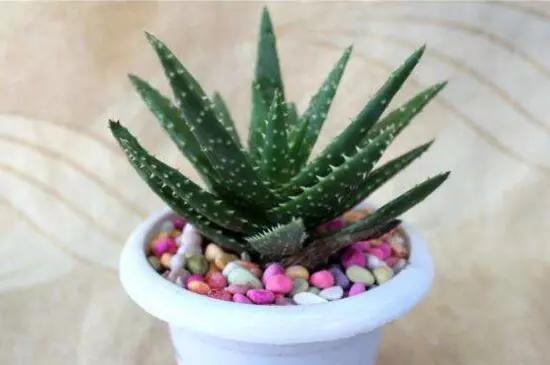 室内放什么植物净化空气最好，十大强力净化空气的植物