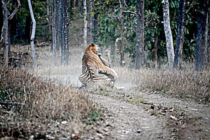 十只藏獒一只老虎能顶多久,一只老虎能战斗几只藏獒