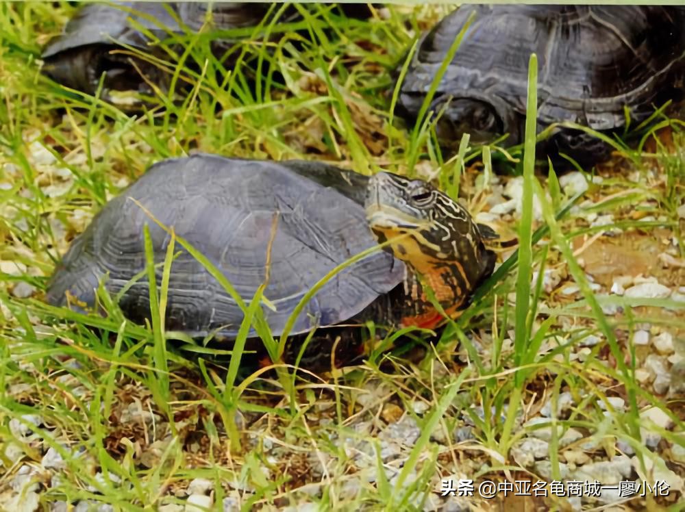 龟市发展史07:被高度爆炒的黑颈龟为何炒爆了?