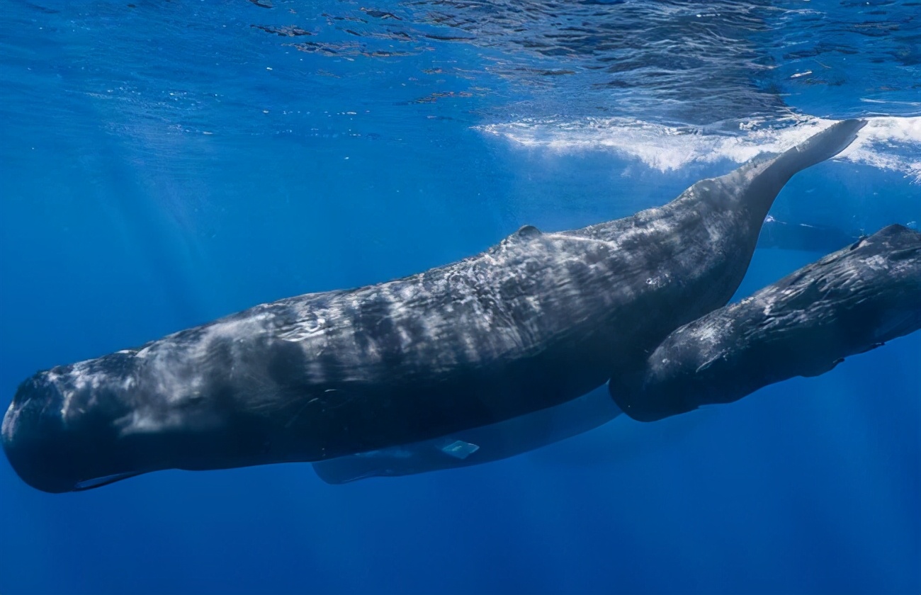捕鲸船抹香鲸,抹香鲸捕鲸