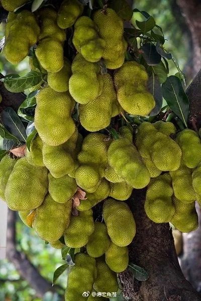 一处小众目的地！这里有酸汤辣子蘸出来的美味，吃一口就丢魂！