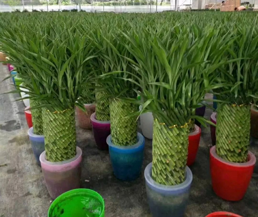 水培富贵竹怎么生根最快,土培富贵竹怎么才能快速生根