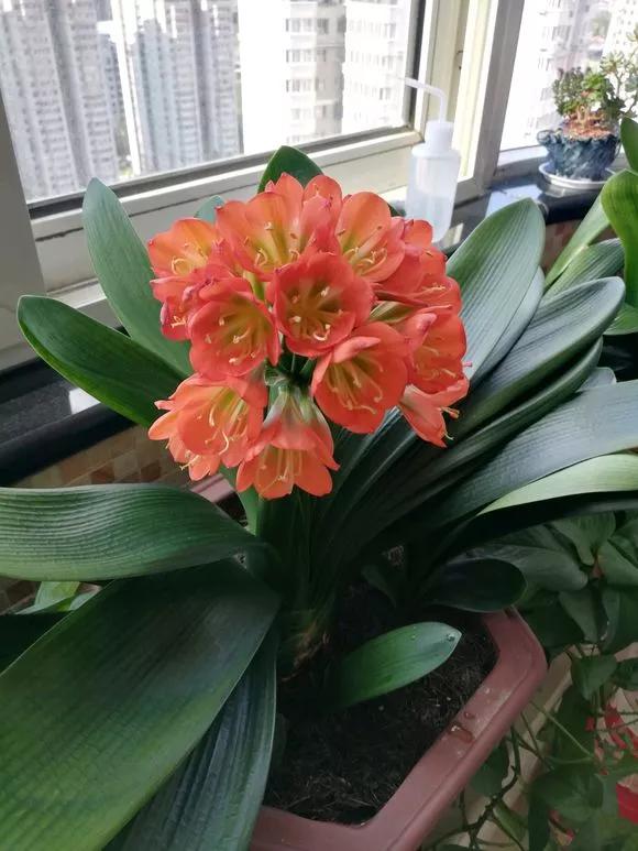 君子兰砍头憋出小芽子怎么养护,君子兰露头后怎么处理