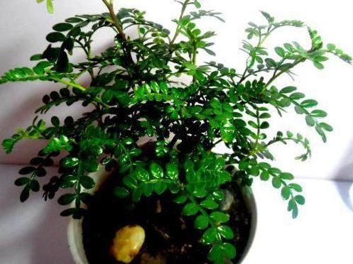 胡椒木盆景造型教程,胡椒木盆景种植技巧