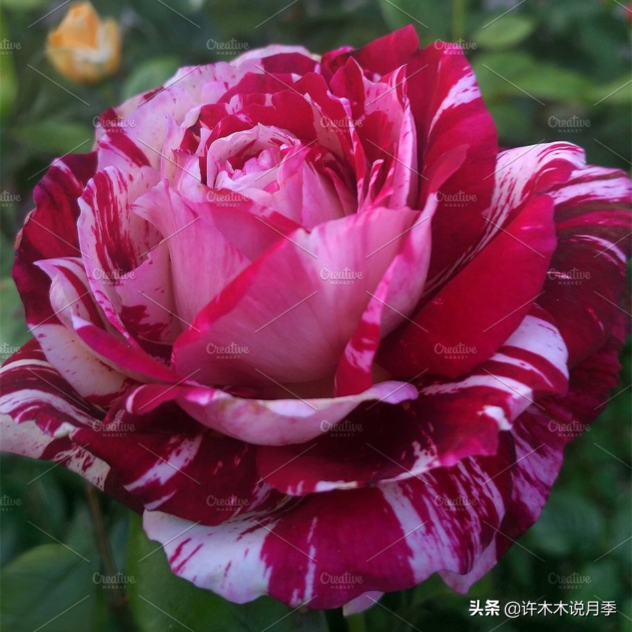 买回来的月季不长花骨朵怎么办,买回来的月季不开怎么回事