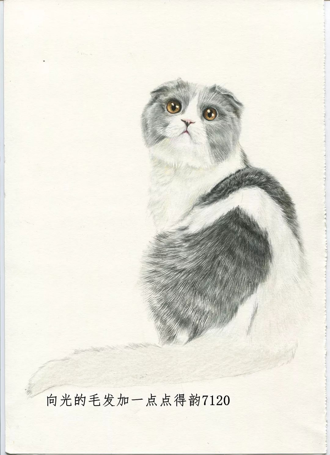 素描动物入门知识,素描动物简单入门教程狗