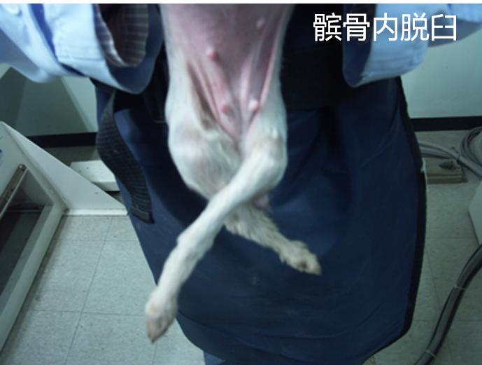 狗狗髌骨脱位的最佳治疗方法,为什么狗狗髌骨脱位还能站起来