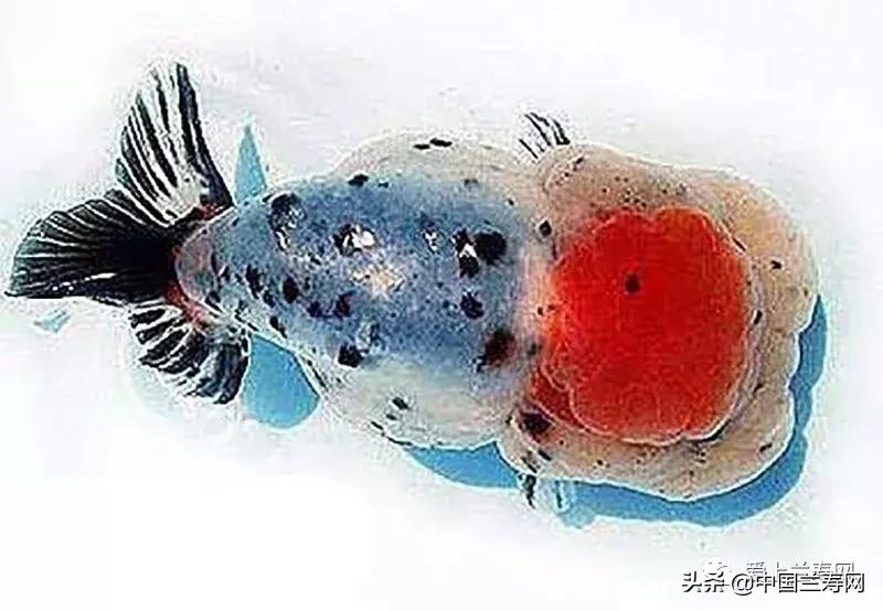 兰寿金鱼鲨鱼鳍品种图片大全,金鱼泰狮与兰寿是一个品种吗