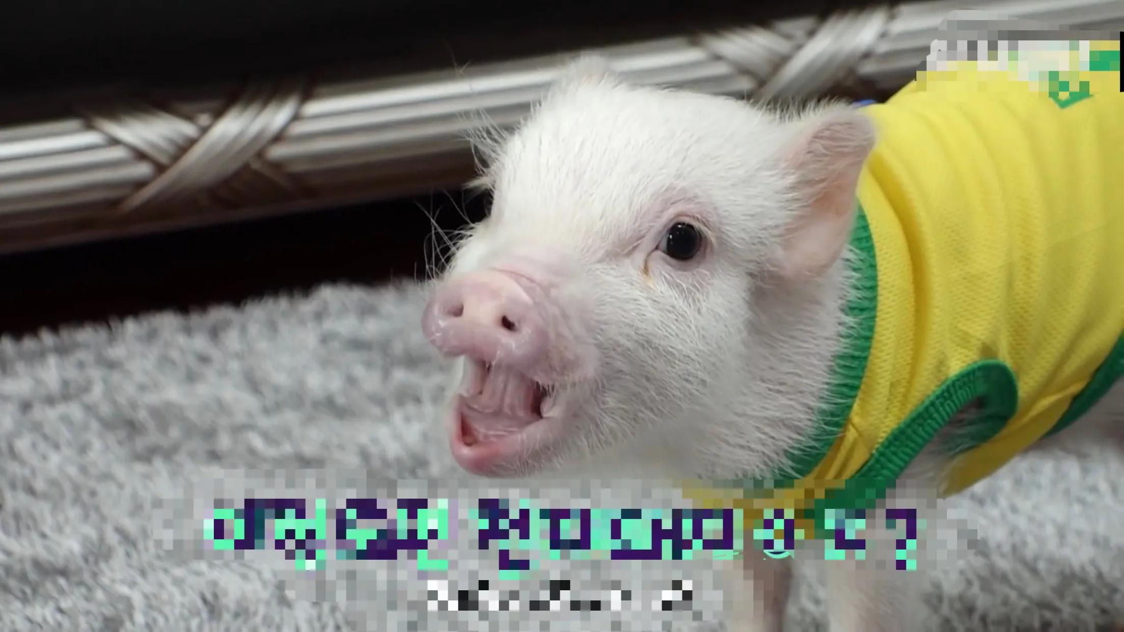 小猪的智商高达多少 (韩国最聪明的小猪)