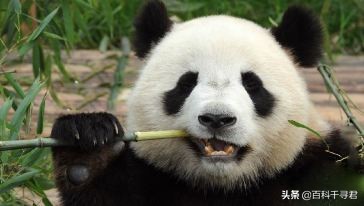 关于动物的10个伪事实你信了吗,关于动物的谣言许多人却深信不疑