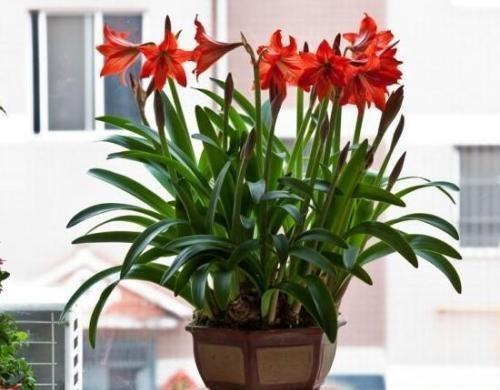 吃完桔子柚子皮皱巴巴,发酵成肥埋盆里,枝条窜出盆变成绿瀑布