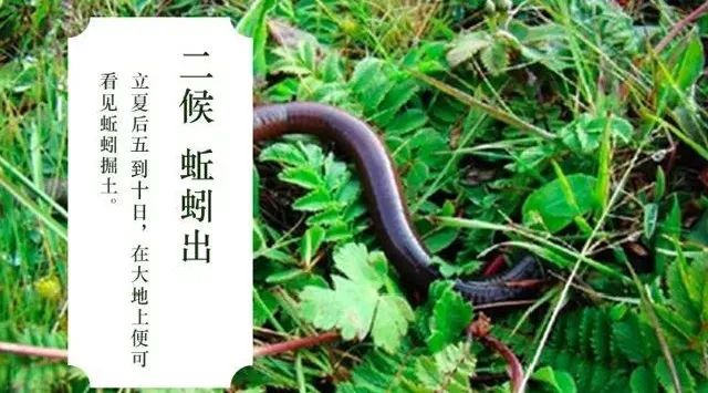 今日立夏节气解释及具体时间,关于立夏的简短节气介绍