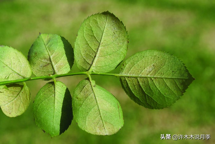 月季春季浇水注意事项图片,养月季注意1点没有黄叶枝繁叶茂