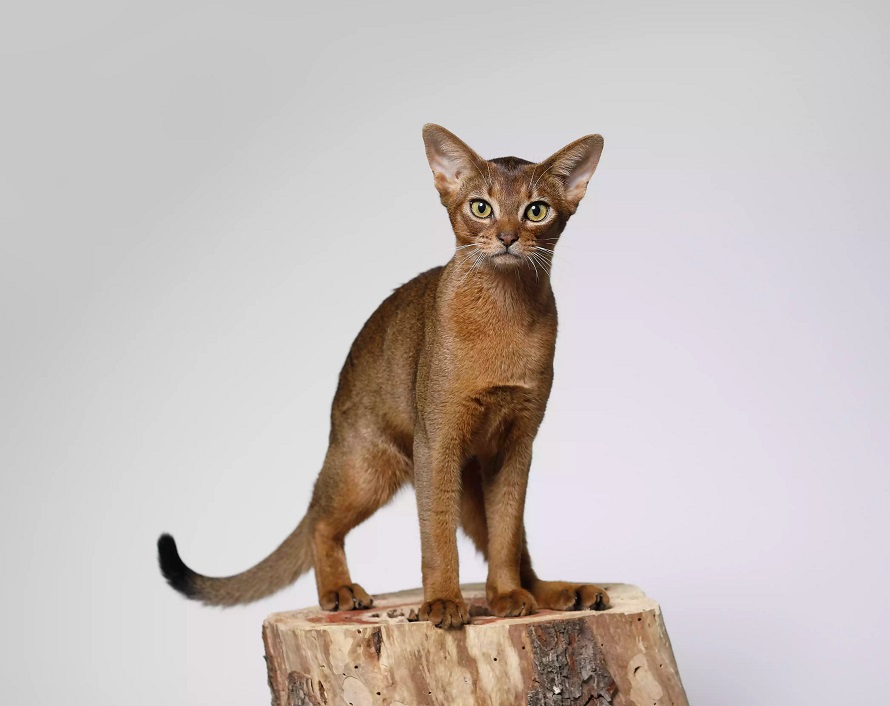 猫咪小众名字,比较小众的猫咪品种