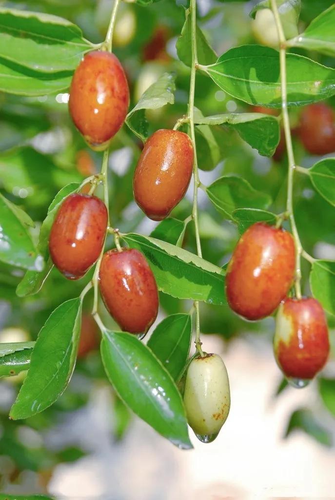 谁再说天津特产只有三绝，你就把这条文章甩给TA