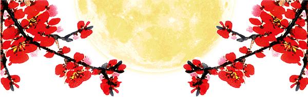 长寿花母亲节,母亲节长寿花视频